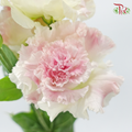 Eustoma Nessen