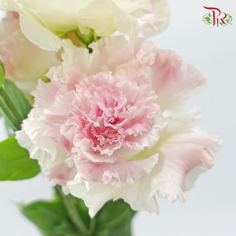Eustoma Nessen