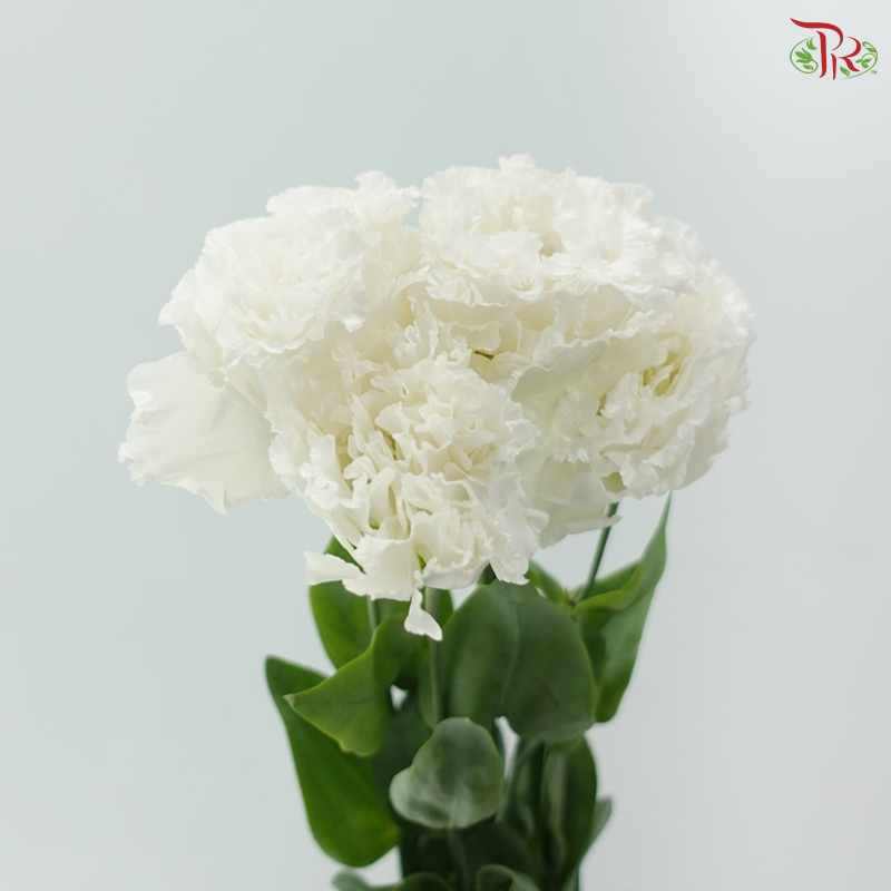 Eustoma