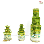 F3R Bamboo ( 17cm/ 20cm/ 40cm) 步步高升