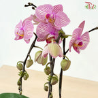 Medium Size Phalaenopsis (Double Stem) *With No Pot*