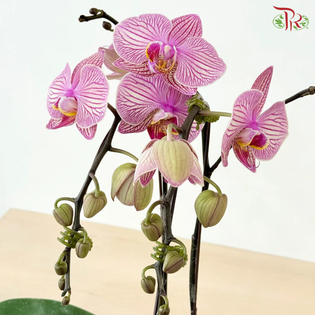 Big Single Stem Phalaenopsis Orchid
