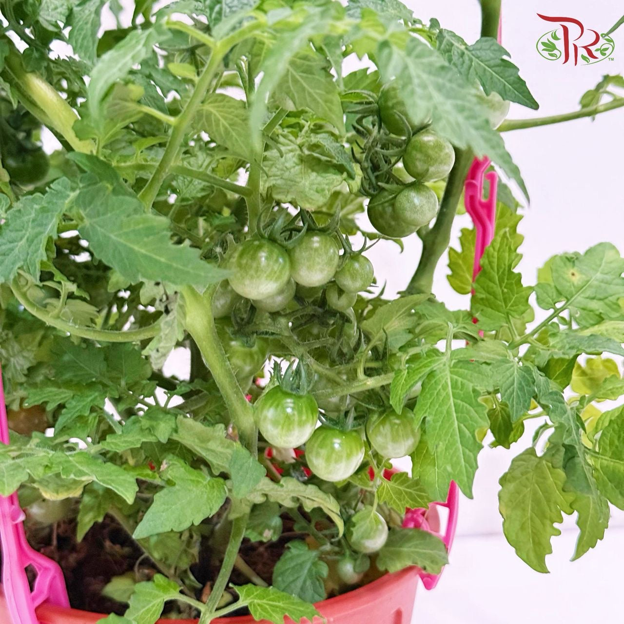 Cherry Tomato P150 J01《樱桃番茄》