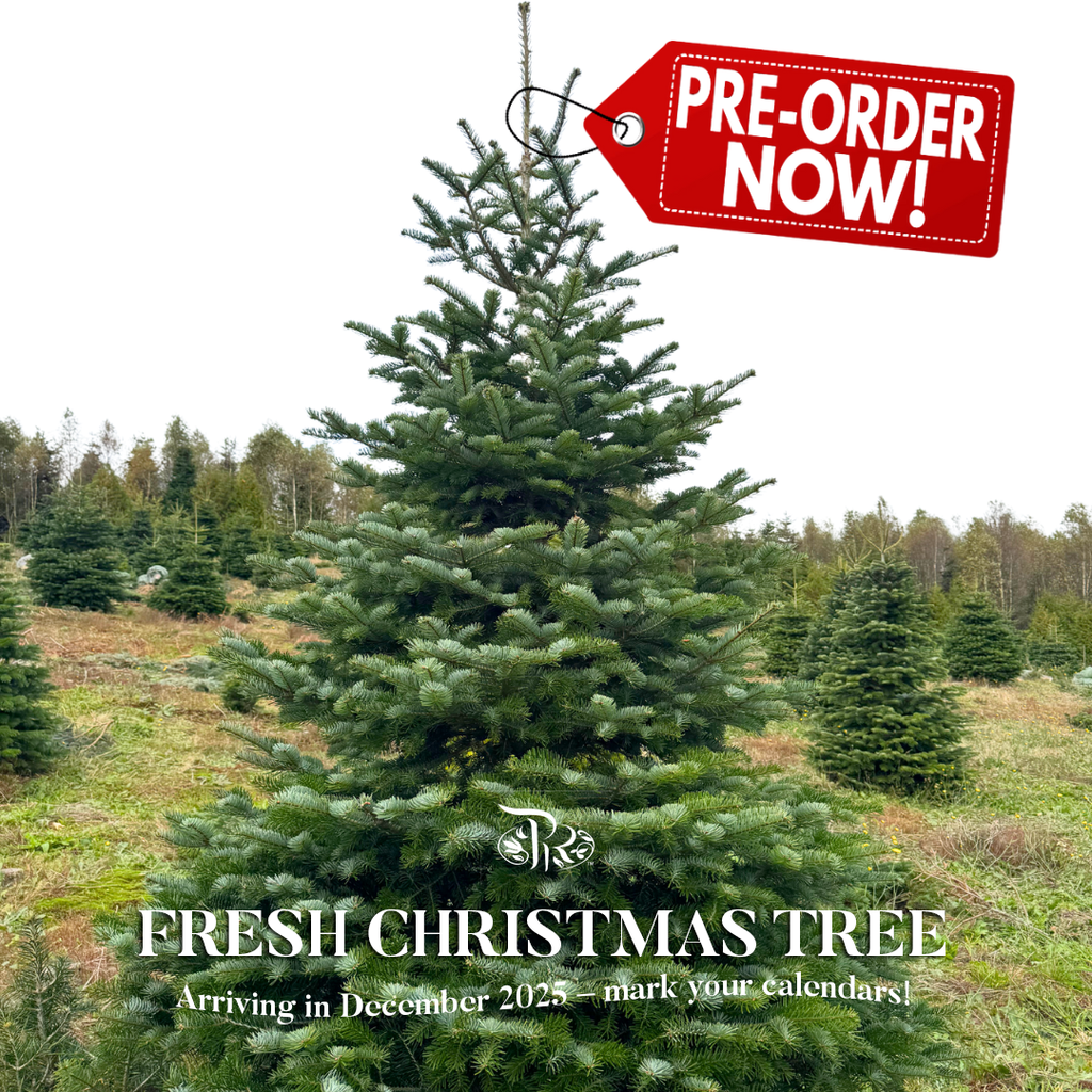 Fresh Christmas Tree