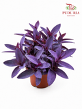 Tradescantia Pallida P140《紫锦草》(F02)