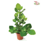 Clusia Rosea Princess《書帶木》 - Pudu Ria Florist