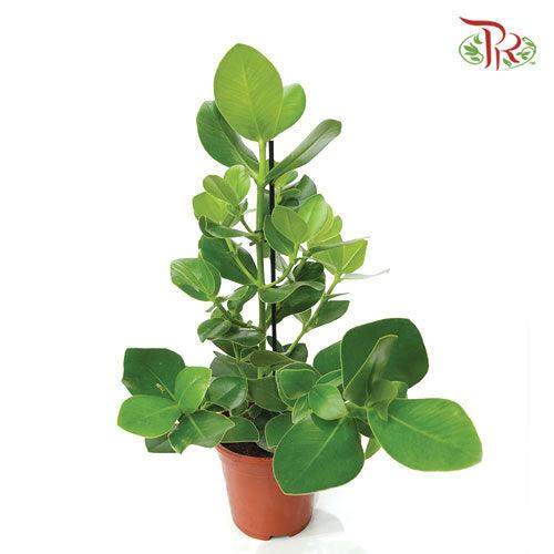 Clusia Rosea Princess《書帶木》 - Pudu Ria Florist