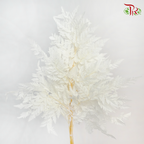 Preservative Fern Small - White (Per Bunch) - Pudu Ria Florist
