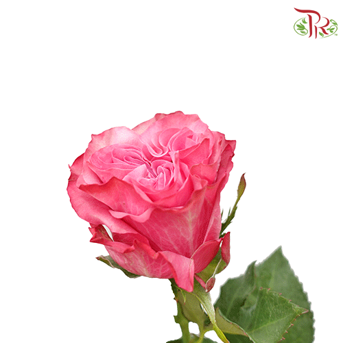Ceres Rose - Country Bluez (25 stems) - Pudu Ria Florist