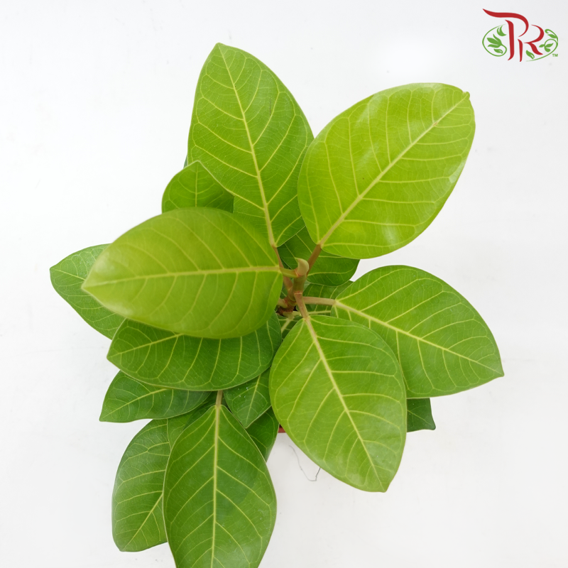 Ficus Altissima Golden《斑叶高山榕》