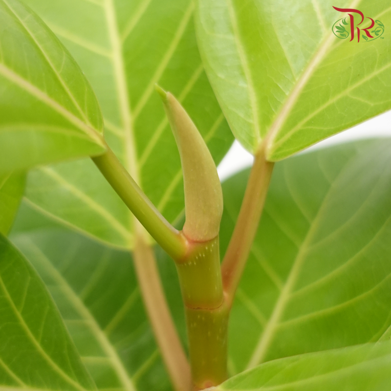 Ficus Altissima Golden《斑叶高山榕》