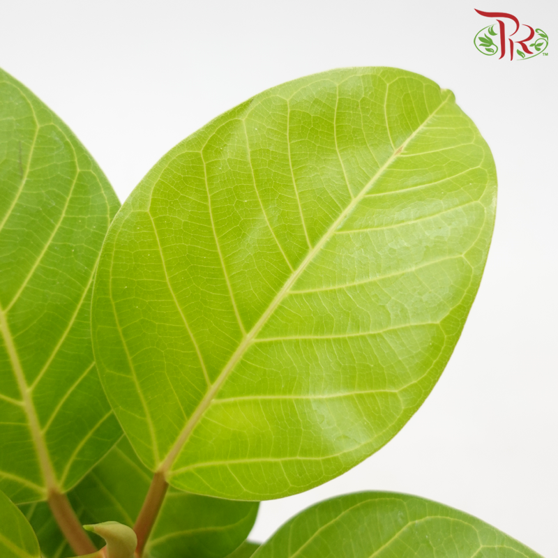 Ficus Altissima Golden《斑叶高山榕》