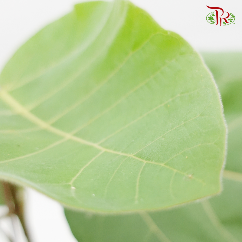 Ficus Auriculata Everest 《大果榕》 - Pudu Ria Florist