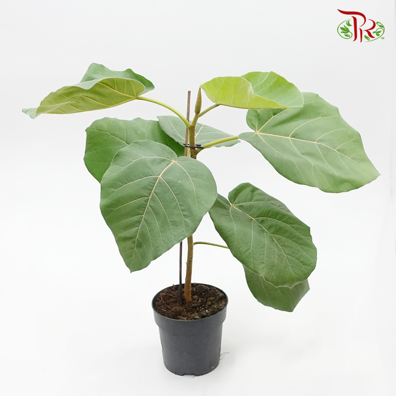 Ficus Auriculata Everest 《大果榕》 - Pudu Ria Florist