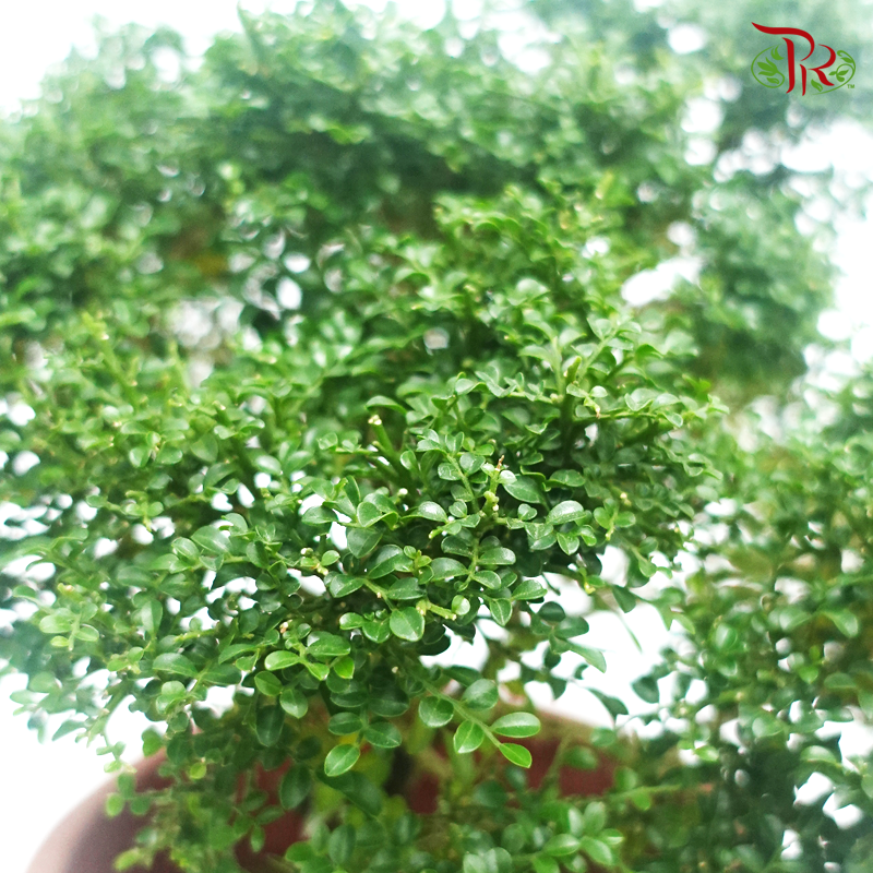 Murraya Dwarf   《矮九里香》 - Pudu Ria Florist