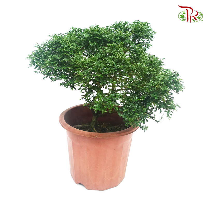Murraya Dwarf   《矮九里香》 - Pudu Ria Florist