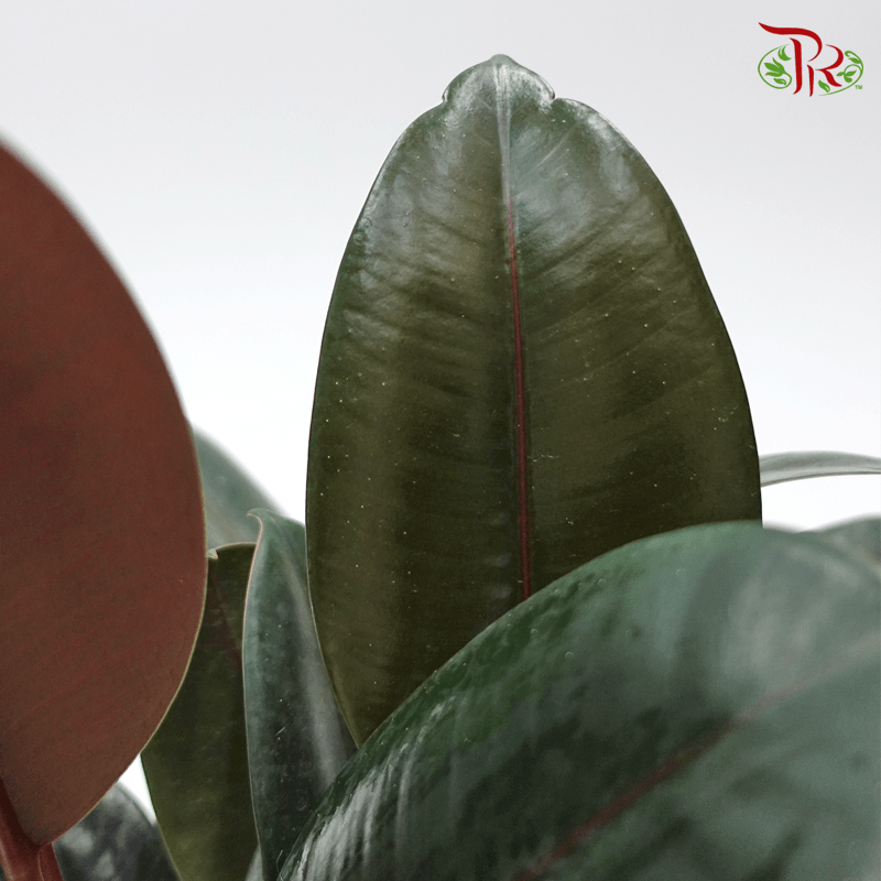 Ficus Elastica - 3 STEMS IN A POT《印度榕》 - Pudu Ria Florist