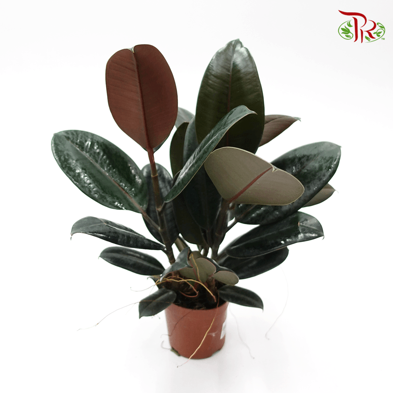 Ficus Elastica - 3 STEMS IN A POT《印度榕》 - Pudu Ria Florist