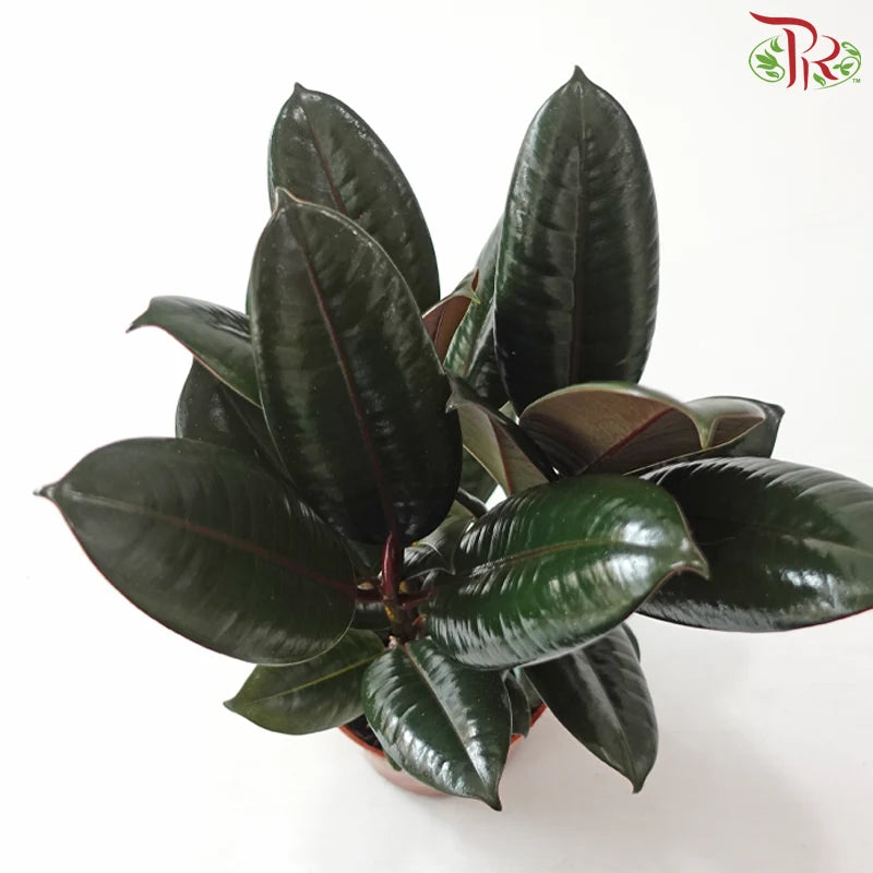 Ficus Elastica 3 Stems《印度榕》