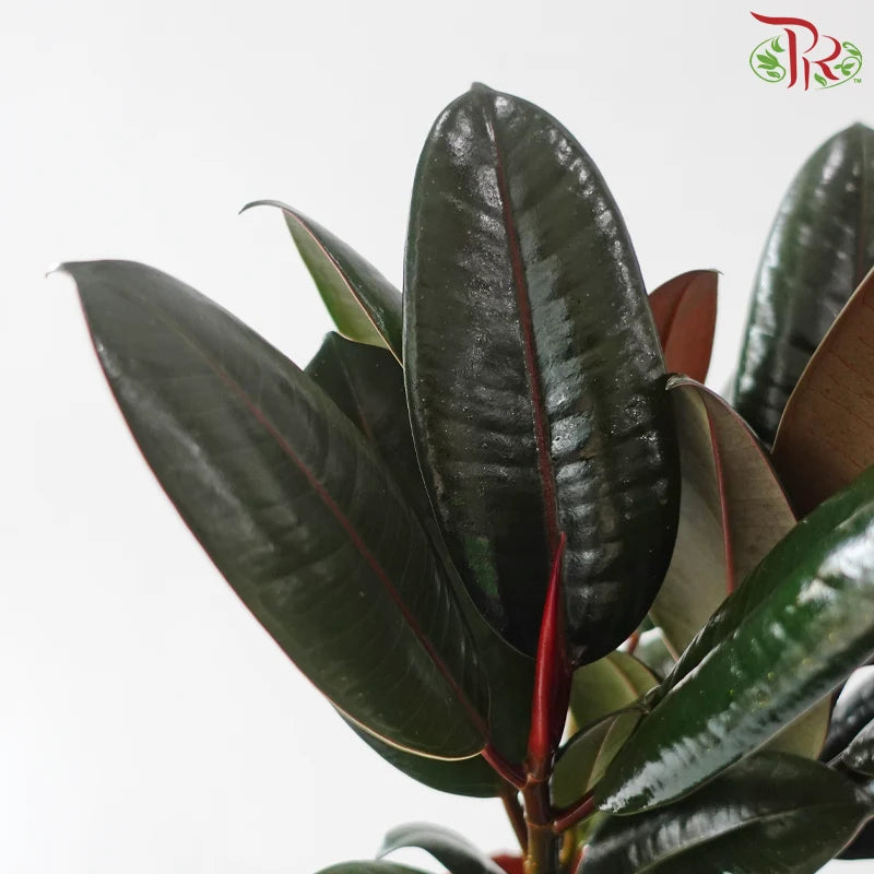 Ficus Elastica 3 Stems《印度榕》