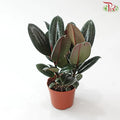 Ficus Elastica 3 Stems《印度榕》