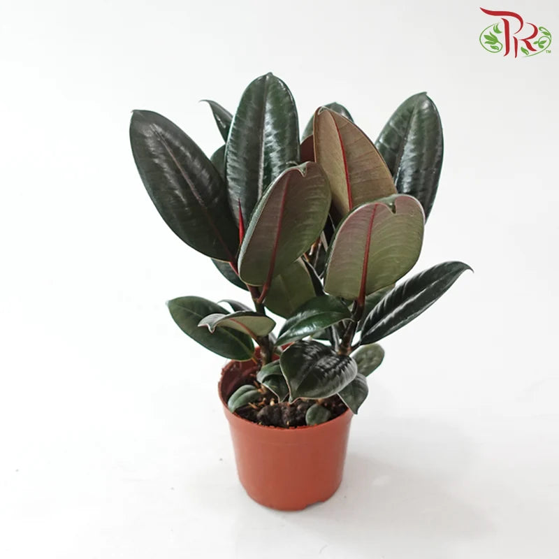 Ficus Elastica 3 Stems《印度榕》