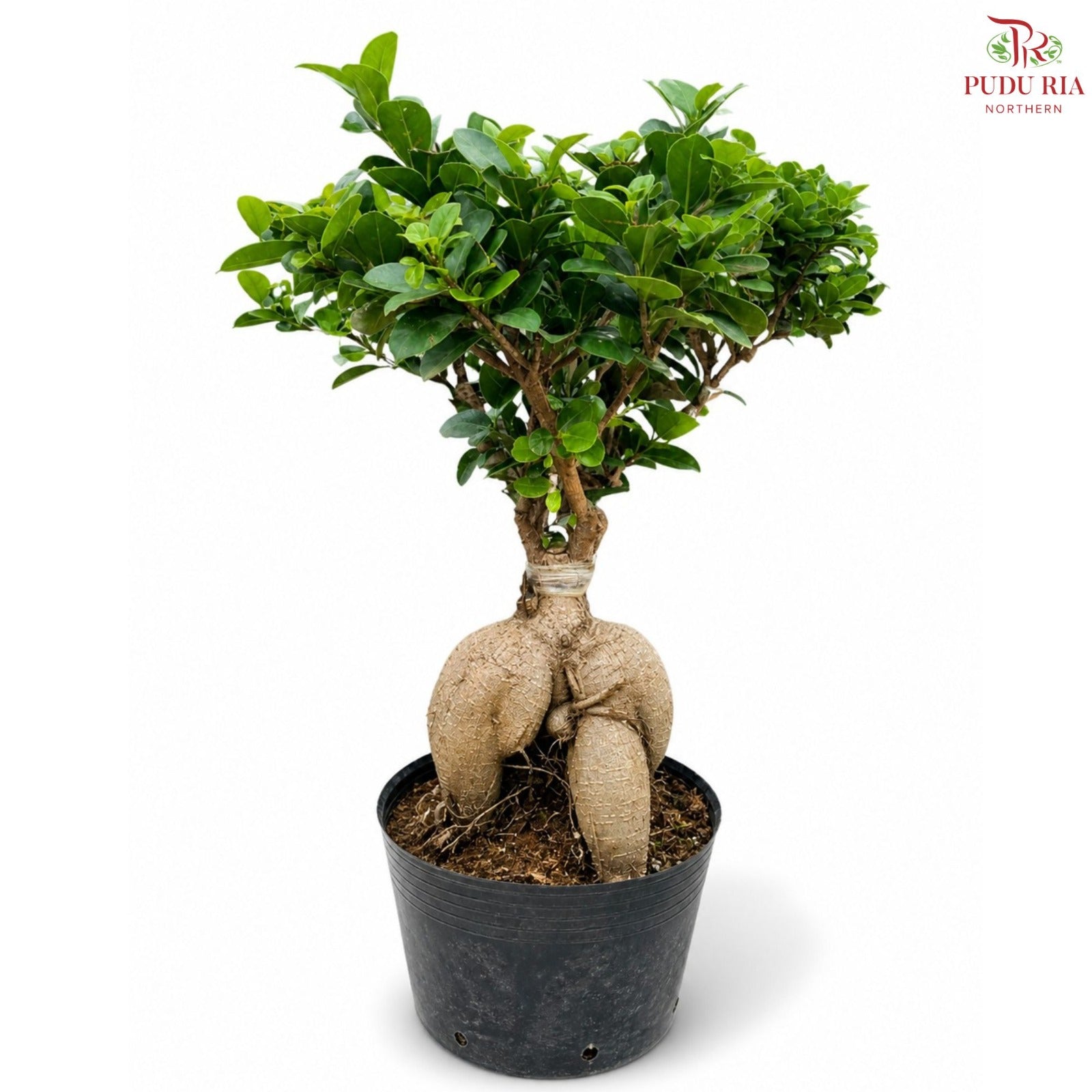 Ficus Ginseng (2kg) T09