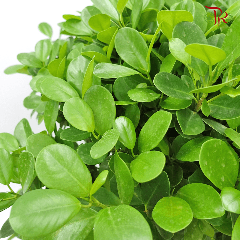 Ficus Microcarpa 《人参榕》 - Pudu Ria Florist
