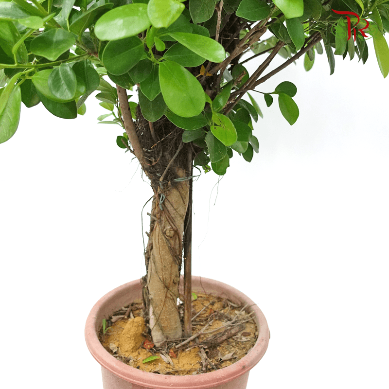 Ficus Microcarpa 《人参榕》 - Pudu Ria Florist