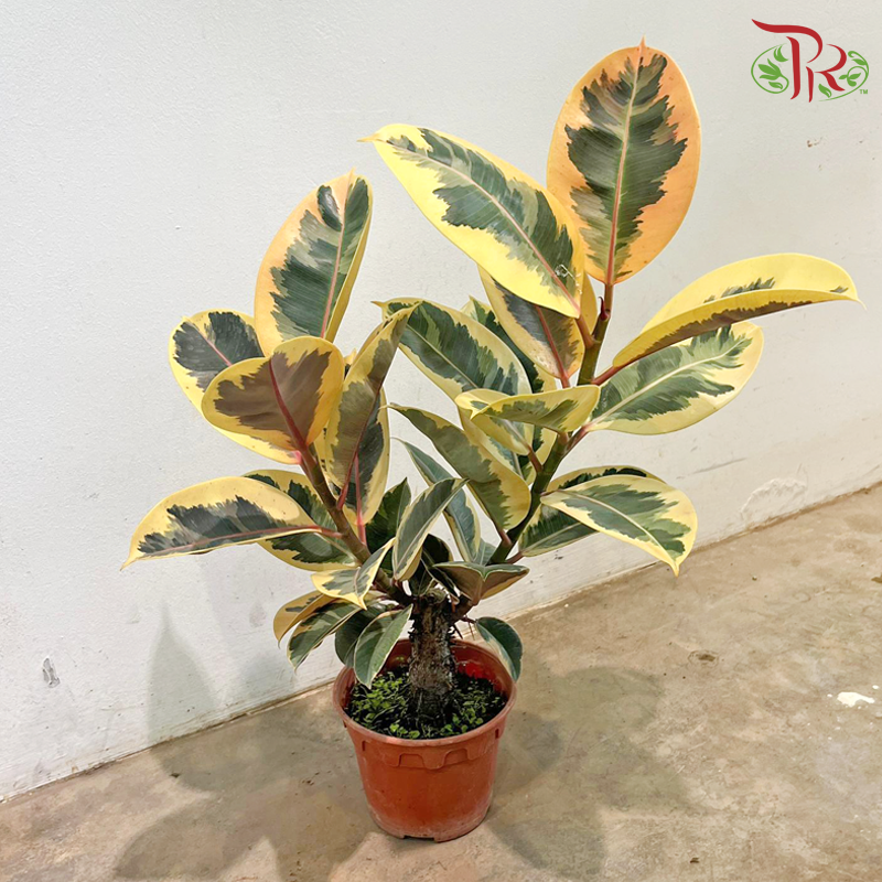 Ficus Elastica (Sunny White) P150《印度榕》