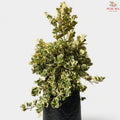 Ficus Triangularis Variegata (1.2mOH) T09