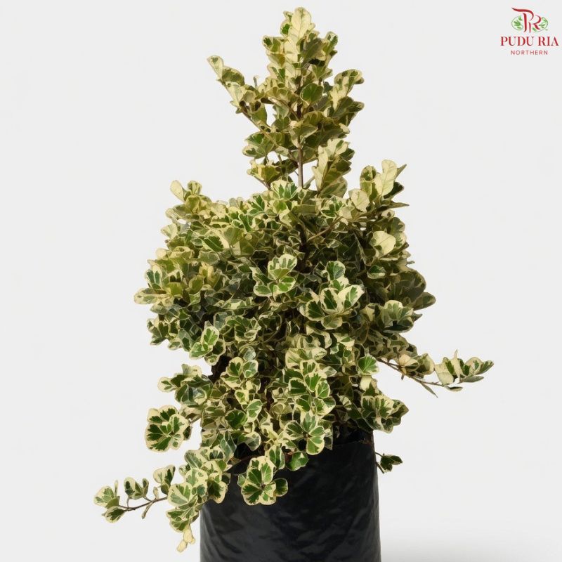 Ficus Triangularis Variegata (1.2mOH) T09