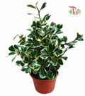 Ficus Triangularis Variegated P150 (J01)