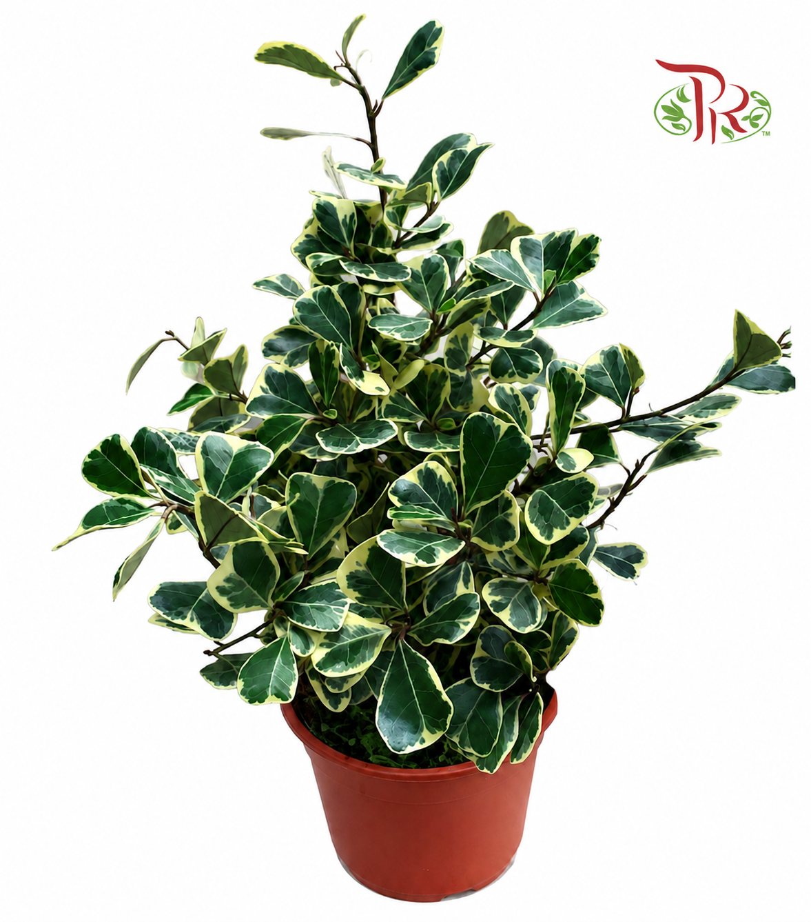 Ficus Triangularis Variegated P150 (J01)