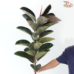 Ficus Burgundy Leaf