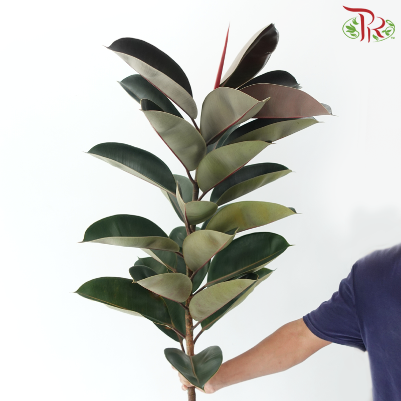 Ficus Burgundy Leaf
