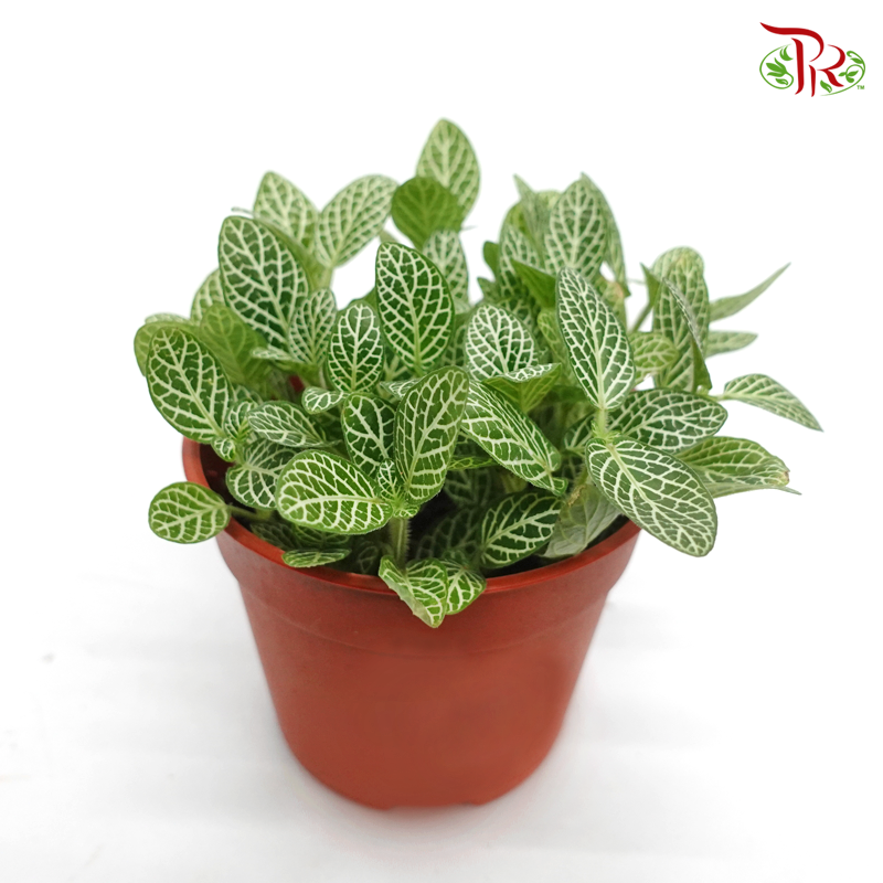 Fittonia《网纹草》 - Pudu Ria Florist