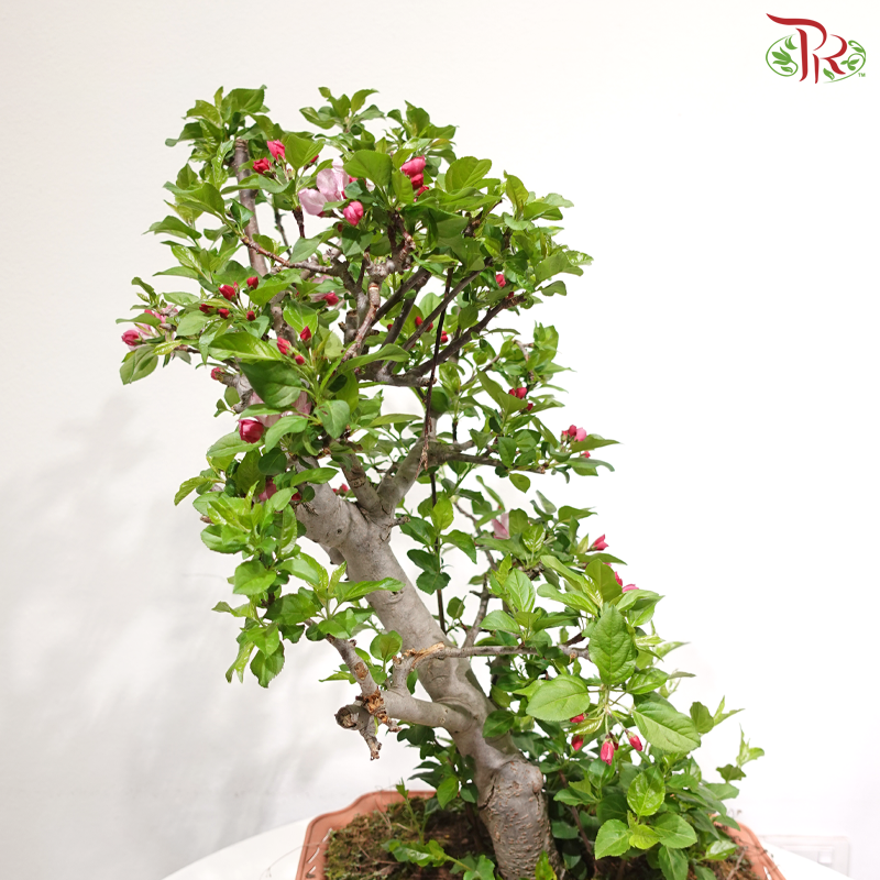 Fortune Apple Tree《苹果树》(Small Size)