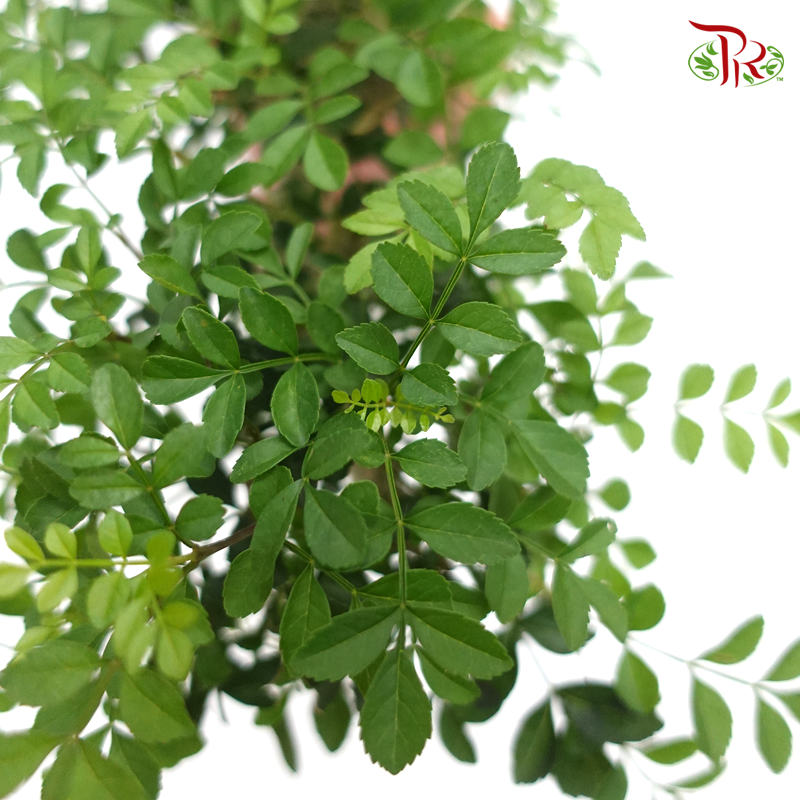 Fraxinus Cliff    《白蜡》 - Pudu Ria Florist
