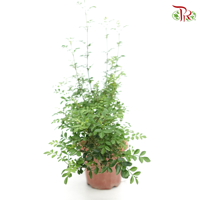 Fraxinus Cliff    《白蜡》 - Pudu Ria Florist