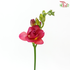 Freesia