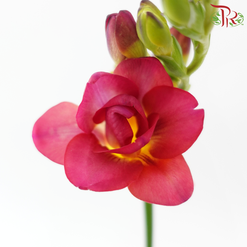 Freesia