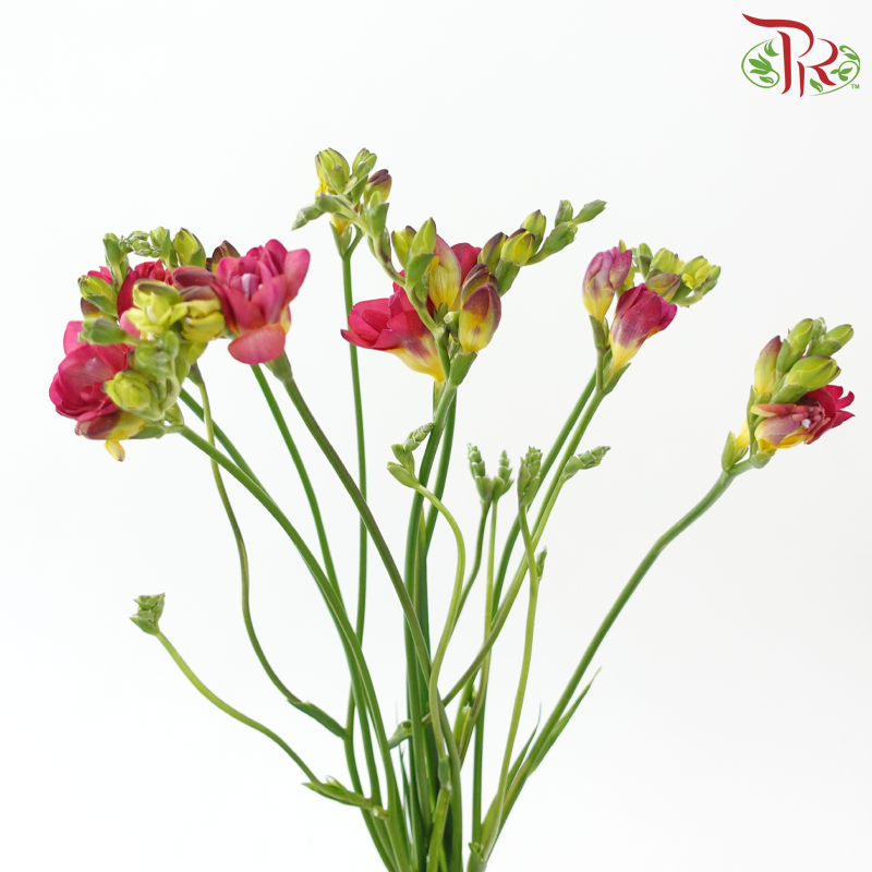 Freesia