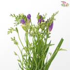 Freesia