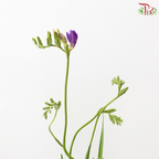 Freesia