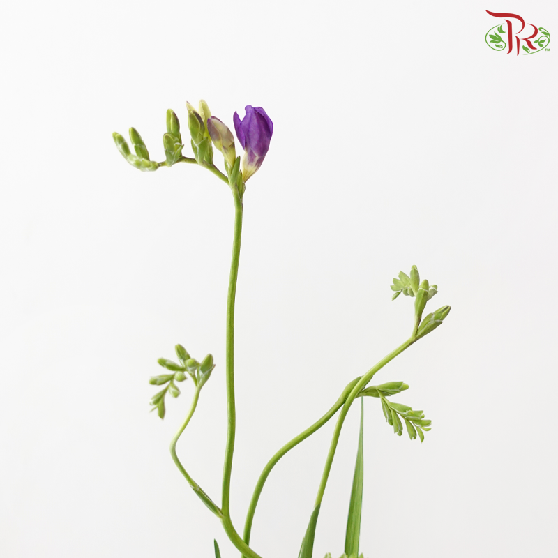 Freesia