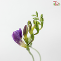 Freesia