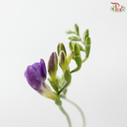 Freesia