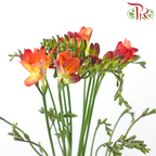 Freesia