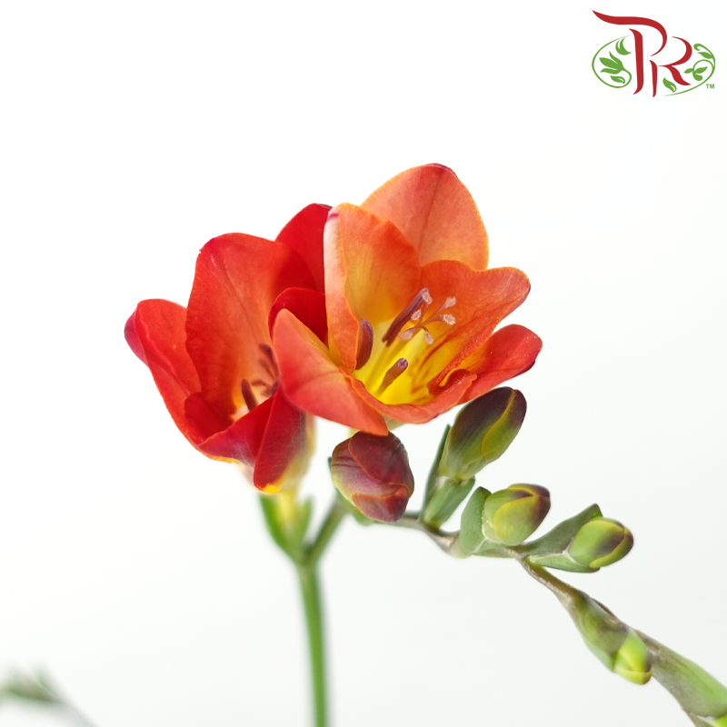 Freesia